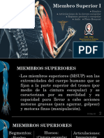 Miembro superior I