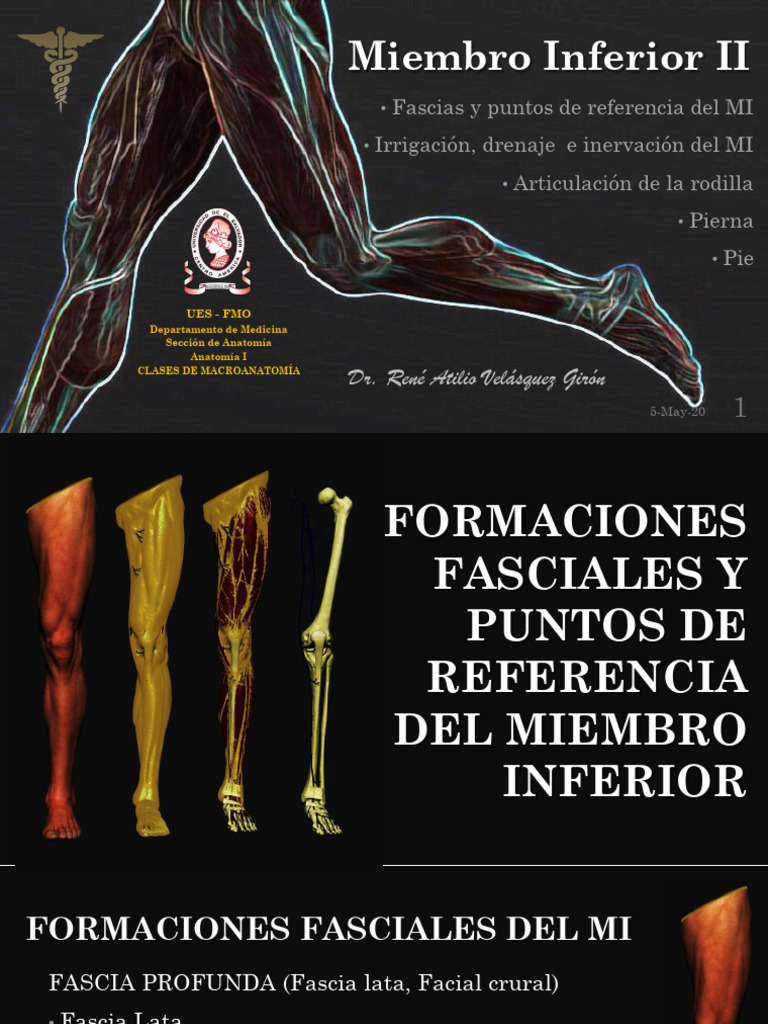 Miembro Inferior Ii Pdf Rodilla Articulación