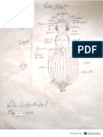 Lilian González - Orden Coleoptera