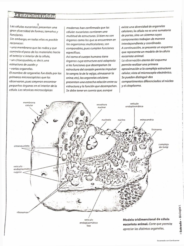Estructura y funciones de células eucariotas | PDF | Biología Celular ...