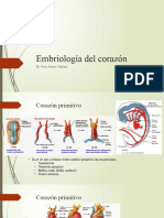 Embriología Del Corazón