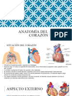Anatomía Del Corazón