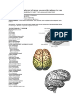 D2-m10 CEREBRUM - 1