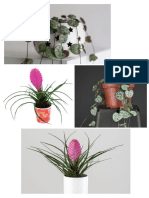 Fotos Plantas de Interior