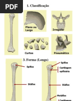 02 Osteologia