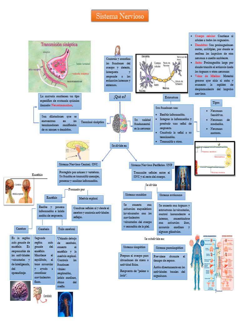 Estructura y Funciones del Sistema Nervioso | PDF | Cerebro | Neurona