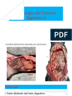 Histologia Del Sistema Digestivo II 2023 - Compressed