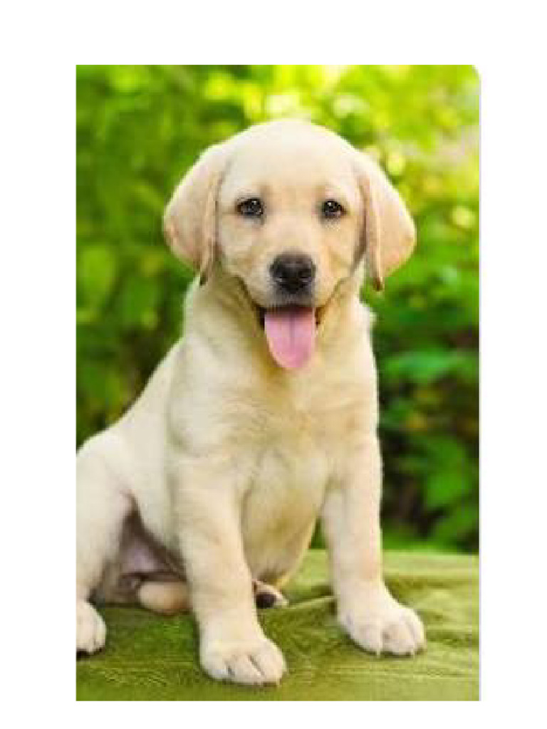 Labradors | PDF