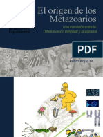 Origen de Los Metazoarios