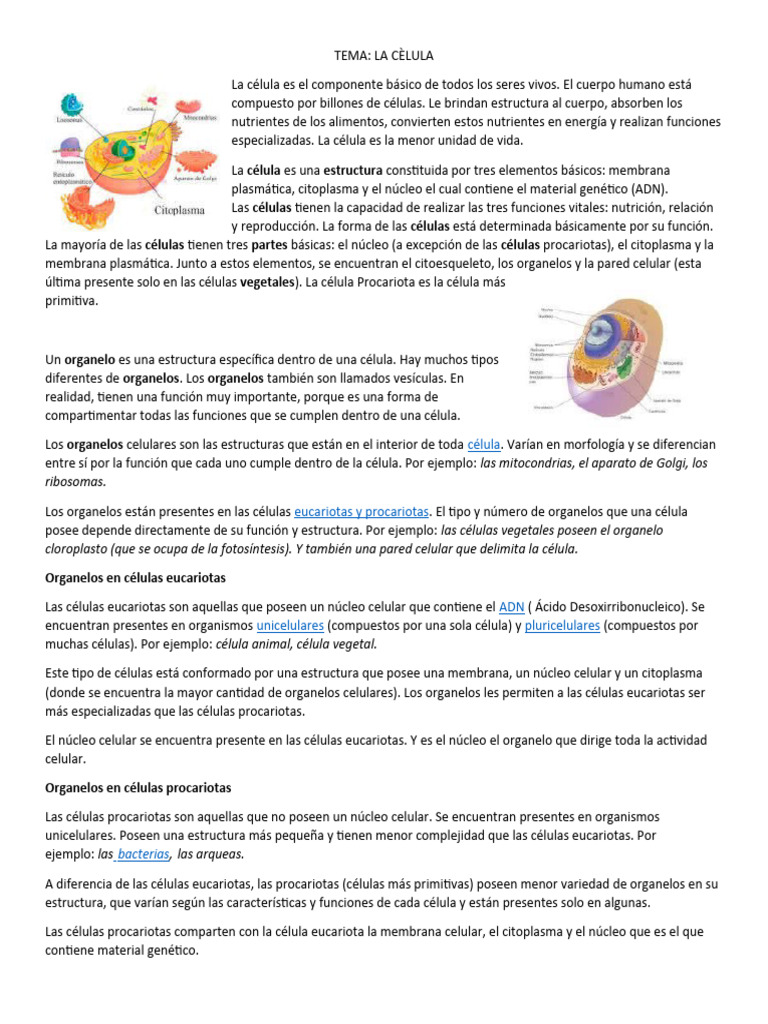 Estructura y funciones de la célula | PDF | Biología Celular) | Citoplasma