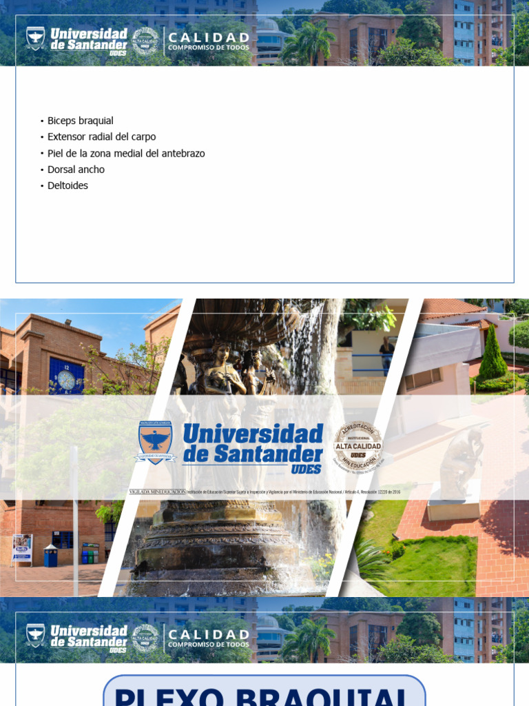 Plexo Braquial Y Mano Pdf Mano Sistema Musculoesquelético