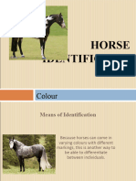Horse Id Colour 2013