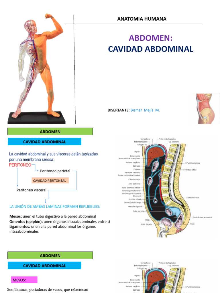 CAVIDAD ABDOMINAL 2023 | PDF | Abdomen | Estómago