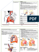 Sistema Respiratorio 