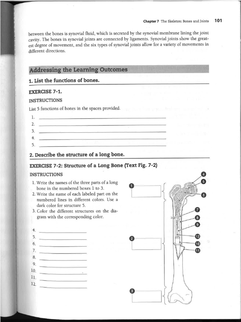 2.bone Anatomy Ex 7-1, 7-2 & | PDF