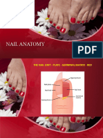 Nail Anatomy - Barelife