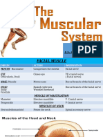Muscular System - New 2