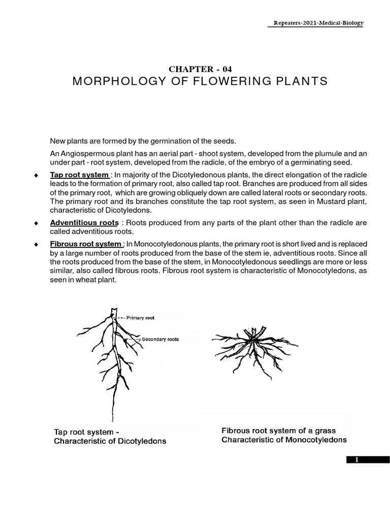Morphology of Flowering Plants | PDF | Seed | Leaf