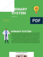 Urinary System