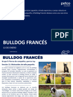 Masterfile Bulldog Francés