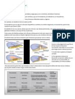 Fisiología 2do Parcial