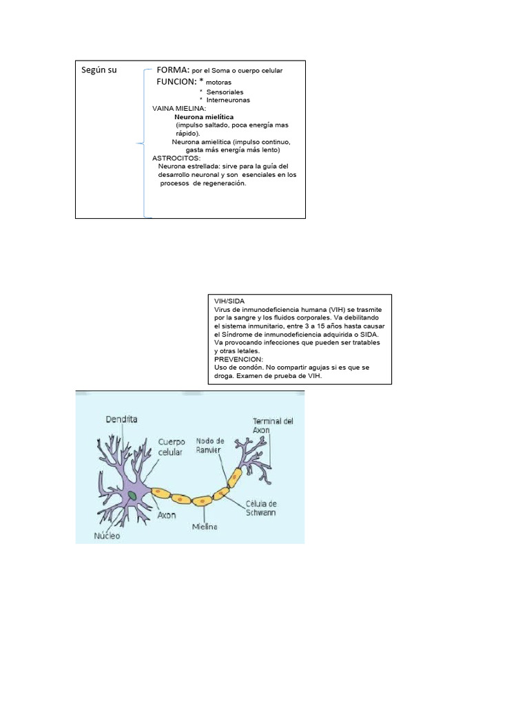 Anatomía y Función del Sistema Nervioso | PDF | Sinapsis | Neurona