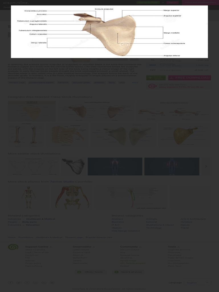 Scapula Anterior View Stock Illustration. Illustr | PDF