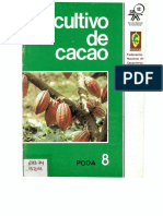 Cultivo de Cacao 8