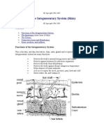 Integument System