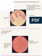 Cytology Slides