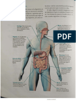 Sistema digestivo