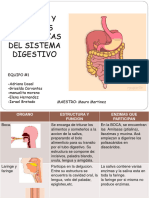 Funcion Y Enzimas Anatomicas Del Sistema Digestivo