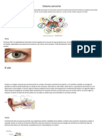Sistema Nervioso 2.9 Sistema Sensorial