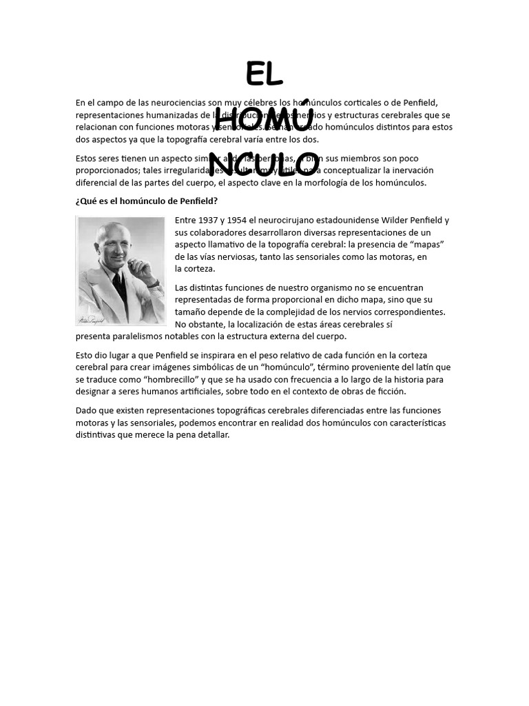 Homúnculos: Motor y Sensitivo en Cerebro | PDF | Cerebro | Corteza cerebral