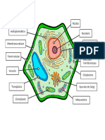Celula Eucariota
