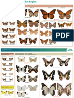Butterflies Adelaide Identification Fact