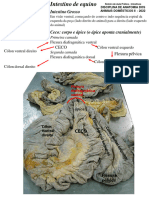 Roteiro Do Aparelho Digestório III - Intestinos