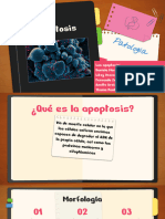 APOPTOSIS Presentacion