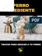 6 - Perro Obediente Trucos para Educar A Tu Perro