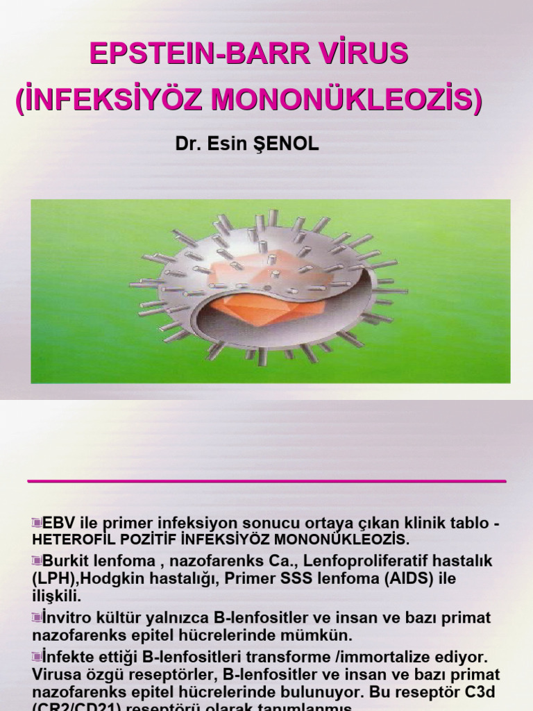 Epstein-Barr Virus (İnfeksiyöz Mononükleozis) | PDF