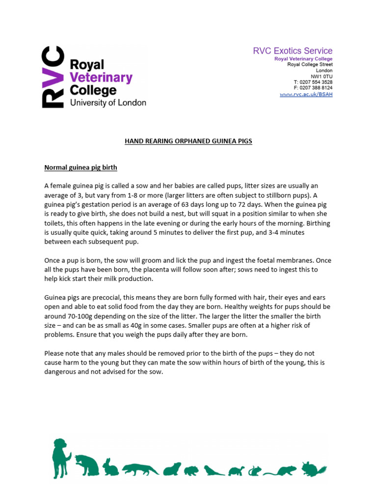 Guinea Pig Hand Rearing Guide RVC March2020 | PDF | Guinea Pig | Pig