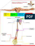 Ossos Do Braco e Antebraco e Principais Acidentes Anatomicos