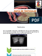 Ecografia de Testiculos