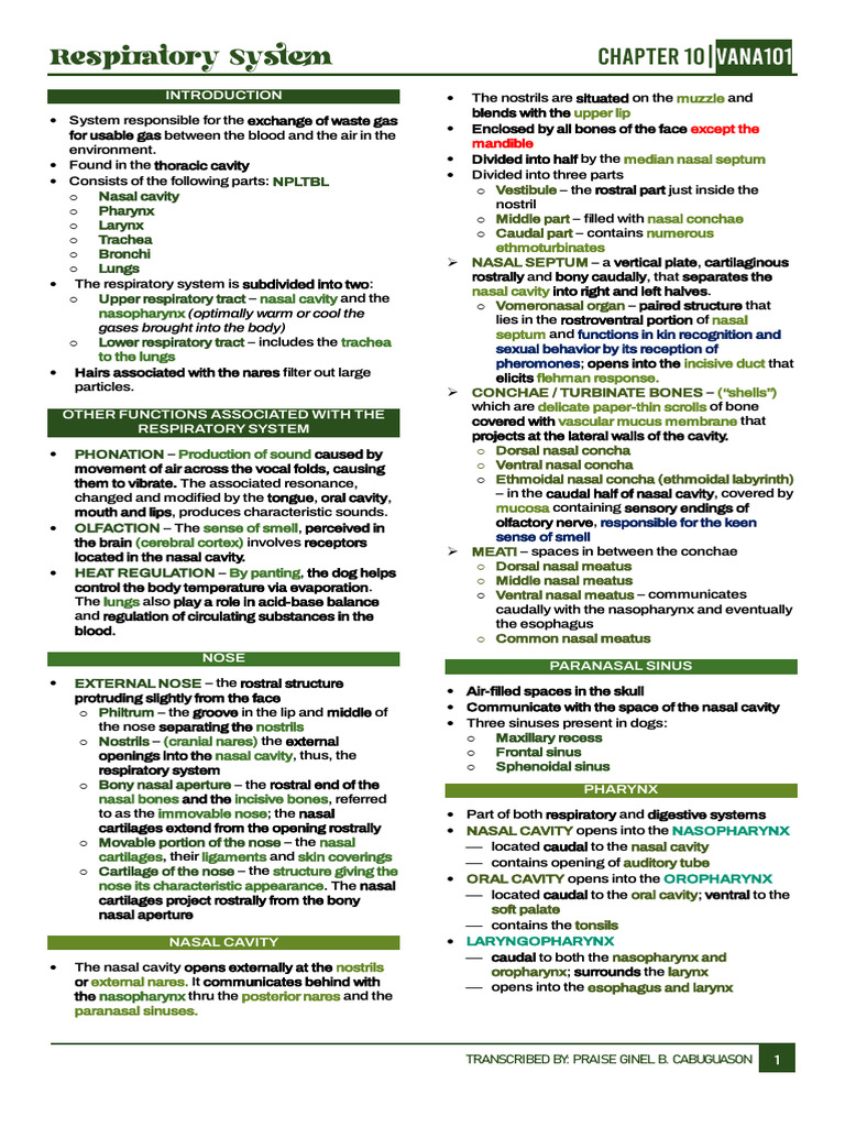 Overview of the Respiratory System | PDF | Lung | Respiratory Tract