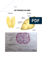 Thymus Gland Revised