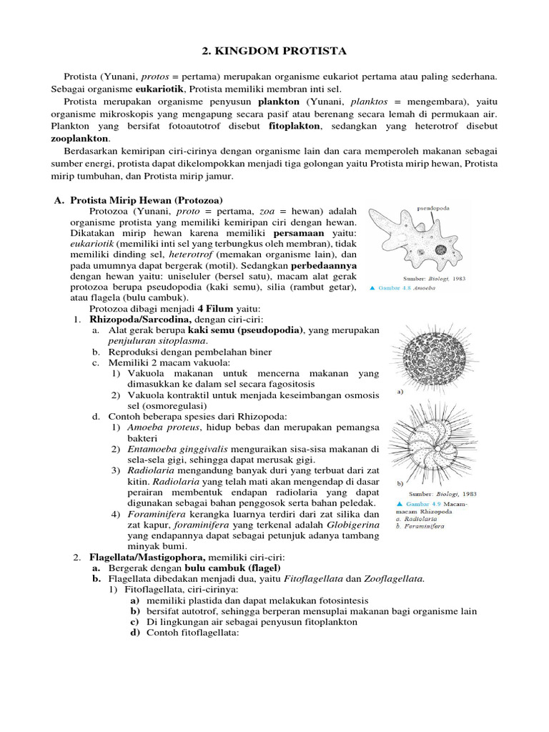 Pembagian dan Ciri Protista | PDF | Griya & Taman