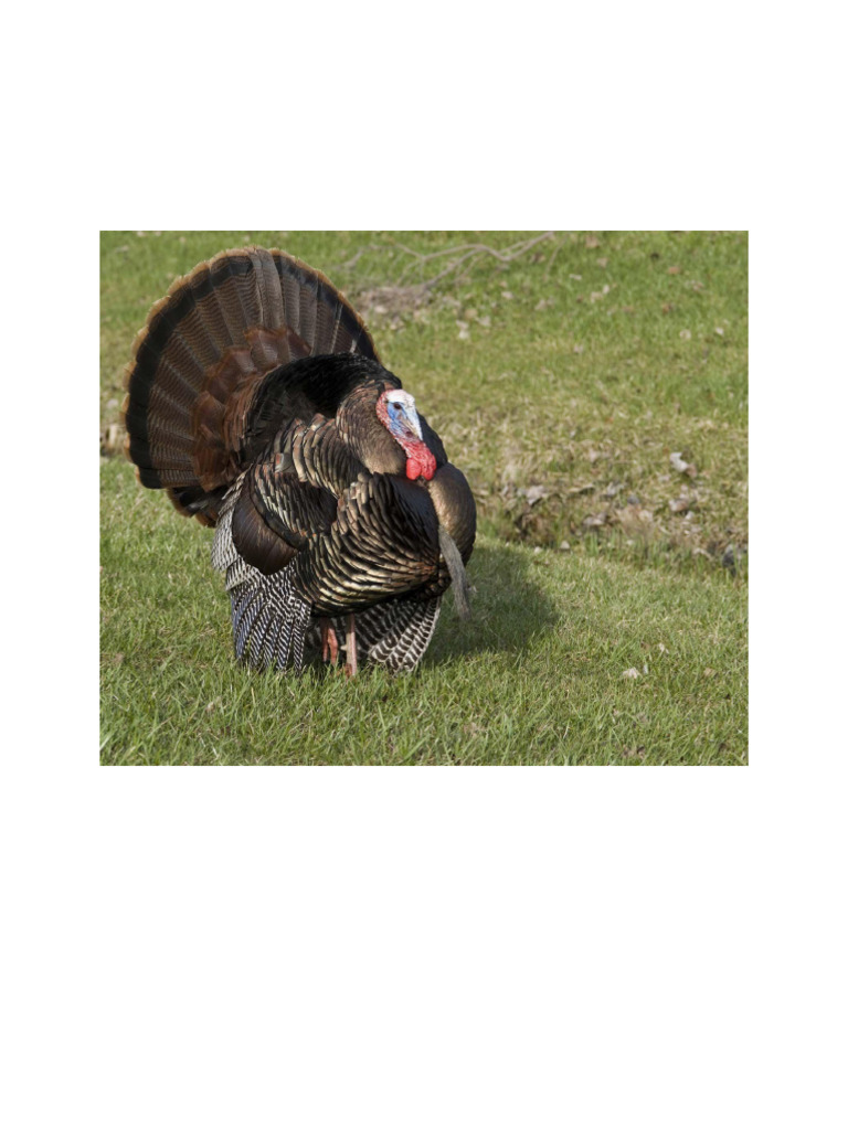 Turkey | PDF