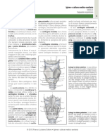 Struttura Della Laringe