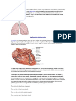 Los Pulmones