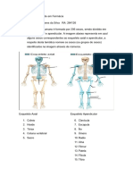 APA Anatomia Basica